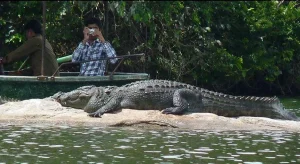 Read more about the article Discover the Wild Side of Konkan: A Crocodile Safari from Our Dapoli Beach Resort