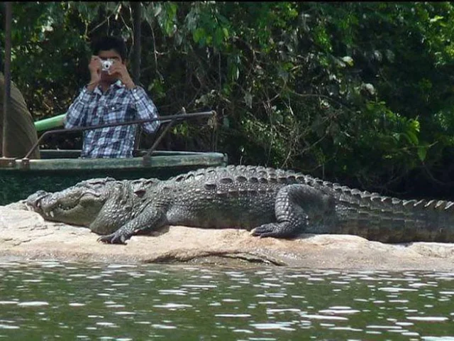 Discover the Wild Side of Konkan: A Crocodile Safari from Our Dapoli Beach Resort