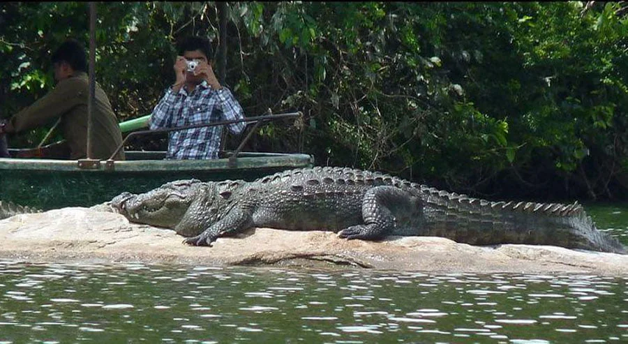 Read more about the article Discover the Wild Side of Konkan: A Crocodile Safari from Our Dapoli Beach Resort